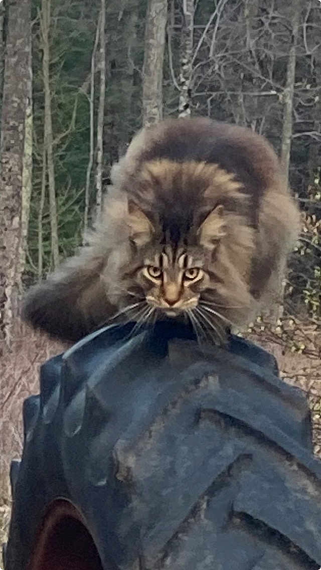 Walter joined the competition — help win amazing prizes! cat, fluffy_cat, outdoor, forest, tree, tire, animal, wildlife, nature, mammal, fur, whiskers, predator, crouching, alert, brown, gray, large_tire, intense_gaze, wild
