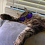 Walter is registered to the contest to win money with this photo: cat, tabby, sunglasses, purple_lenses, feline, pet, indoor, relaxed, stretching, fluffy, paw, window_blinds, gray_surface, fur, whiskers, resting, household, sunlight, cool, casual