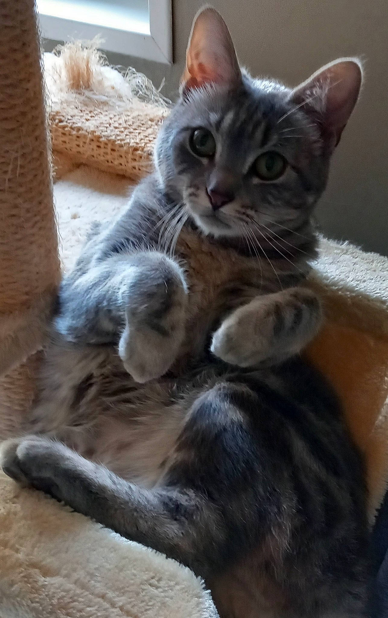 Tigrette participe au concours pour gagner de l'argent avec cette photo : carnivore, cat, cat_supply, claw, comfort, domestic_short_haired_cat, fawn, felidae, fur, grey, paw, small_to_medium_sized_cats, snout, tail, terrestrial_animal, whiskers, window