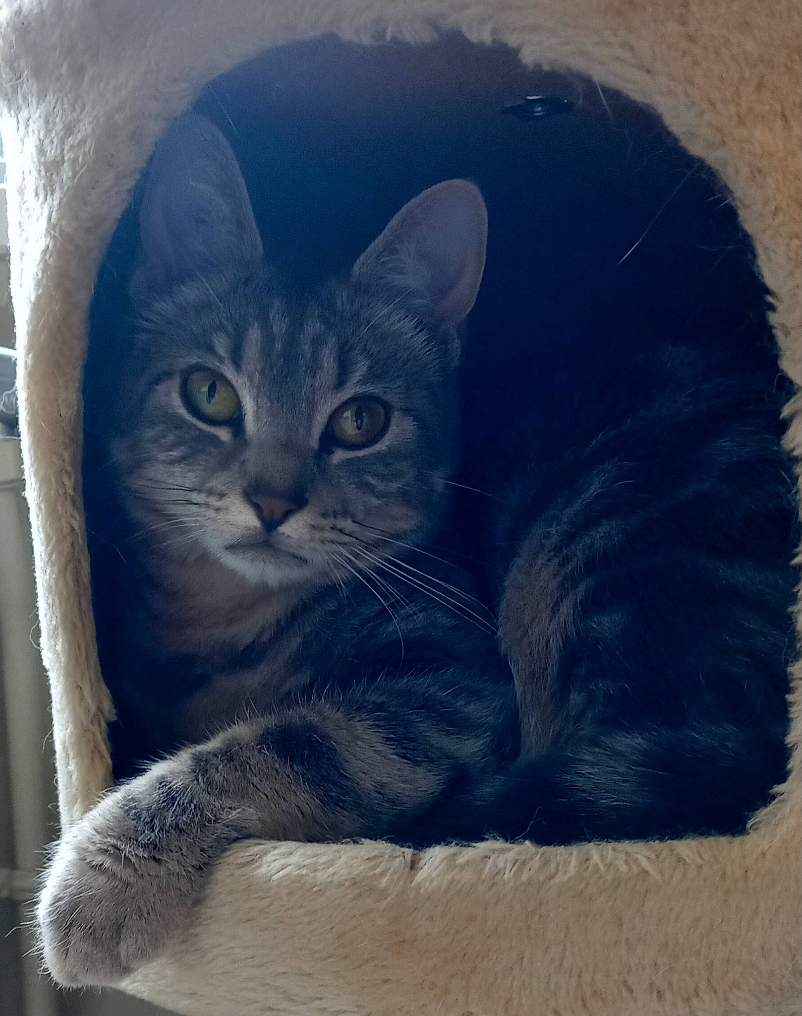 Tigrette a rejoint le concours — aidez-le/la à gagner de superbes lots ! art, art_paint, carnivore, cat, cat_supply, comfort, domestic_short_haired_cat, door, electric_blue, felidae, fur, grey, paint, painting, russian_blue, small_to_medium_sized_cats, snout, visual_arts, whiskers, window