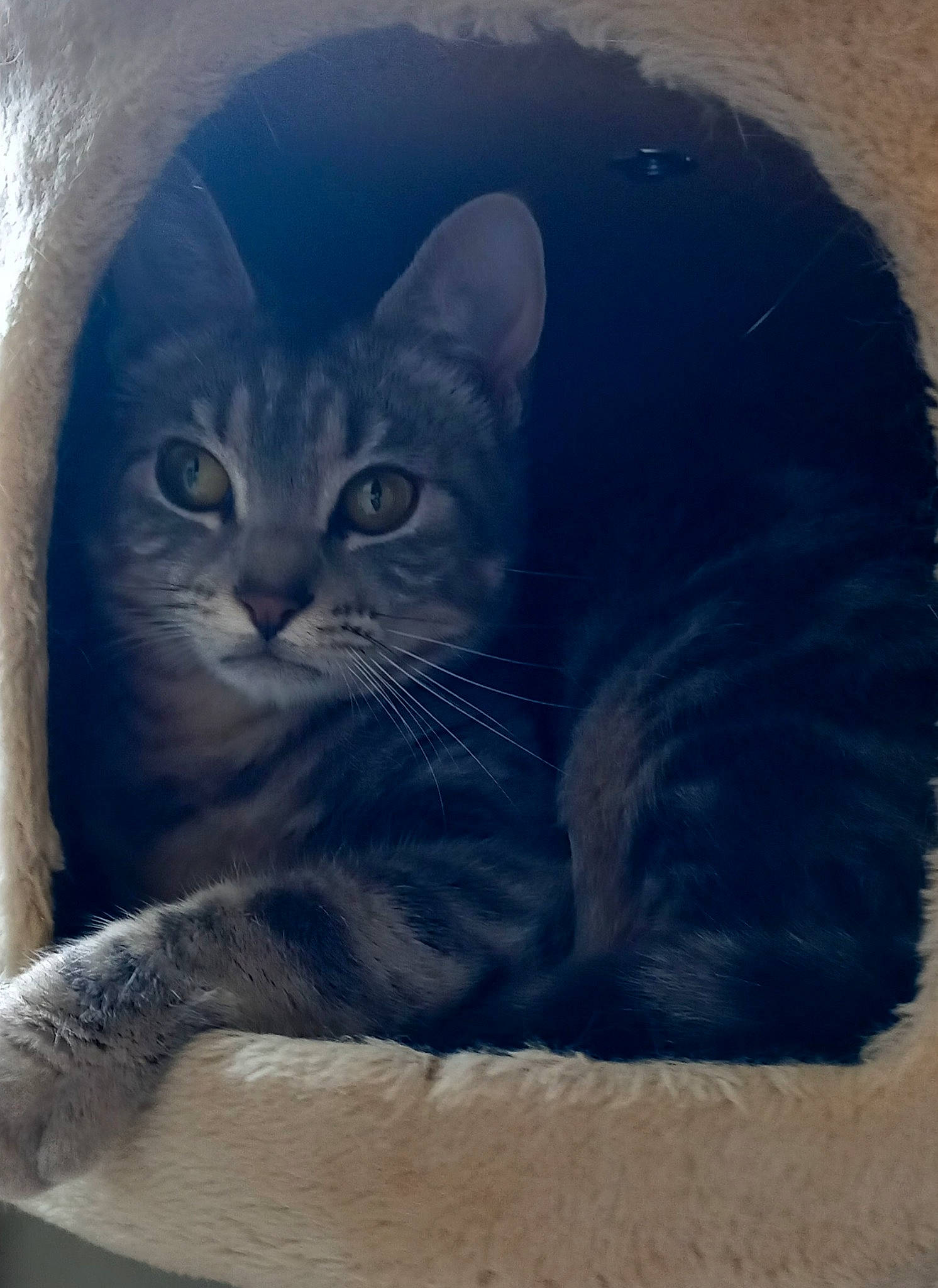 Tigrette participe au concours pour gagner de l'argent avec cette photo : azure, carnivore, cat, cat_supply, domestic_short_haired_cat, door, electric_blue, felidae, fur, grey, illustration, mammal, paint, small_to_medium_sized_cats, snout, terrestrial_animal, vertebrate, visual_arts, whiskers, window