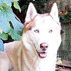 Naiko participe au concours pour gagner de l'argent avec cette photo : ancient_dog_breeds, canidae, carnivore, companion_dog, dog, dog_breed, fang, fur, giant_dog_breed, non_sporting_group, pungsan_dog, snout, sporting_group, terrestrial_animal, working_dog