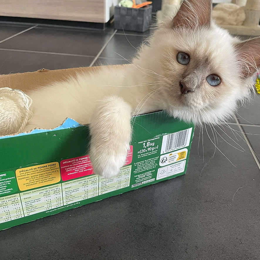 Naia a rejoint le concours — aidez-le/la à gagner de superbes lots ! animal, blue_eyes, cardboard_box, cat, cat_tree, close_up, cute, domestic_cat, feline, floor_tiles, fur, home, indoor, kitten, paw, pet, relaxed, resting, toy, whiskers