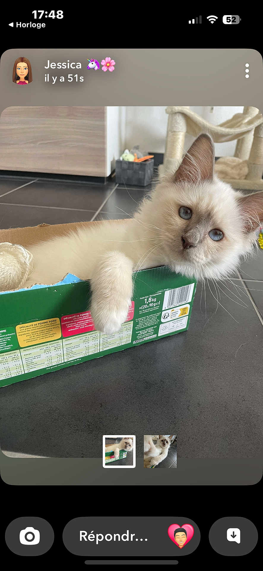 Naia a rejoint le concours — aidez-le/la à gagner de superbes lots ! kitten, cat, blue_eyes, cardboard_box, indoor, floor_tiles, cat_tree, pet, cute, feline, relaxed, paw, toy, home, animal, whiskers, fur, close_up, resting, domestic_cat