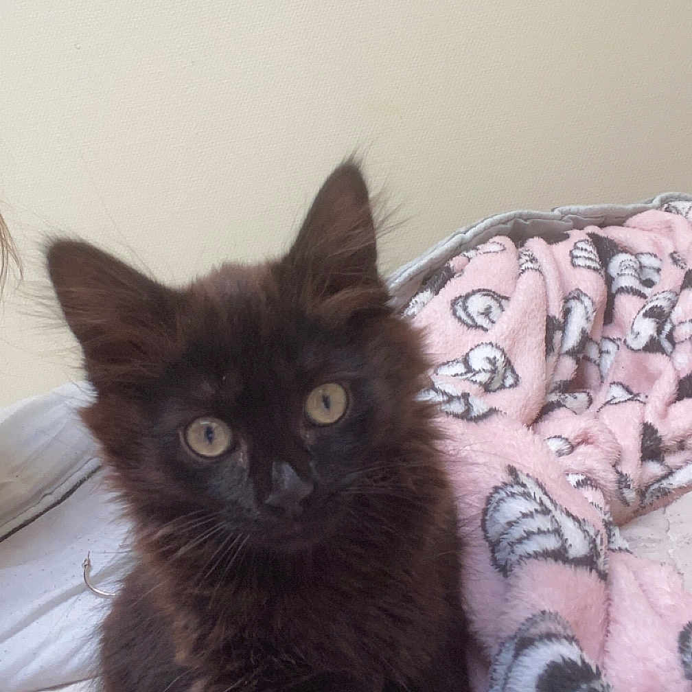 Mimine a rejoint le concours — aidez-le/la à gagner de superbes lots ! animal, bed, bedroom, blackcat, blanket, cat, cushion, face, furniture, head, homedecor, indoors, kitten, linen, manx, person, pet, plush, quilt, room