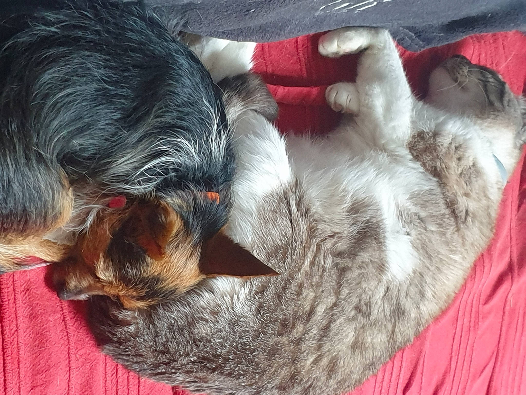 Betty participe au concours pour gagner de l'argent avec cette photo : canidae, carmine, carnivore, cat, cat_supply, claw, comfort, companion_dog, dog_breed, domestic_short_haired_cat, felidae, fur, grey, nap, paw, sleep, small_to_medium_sized_cats, snout, tail, whiskers