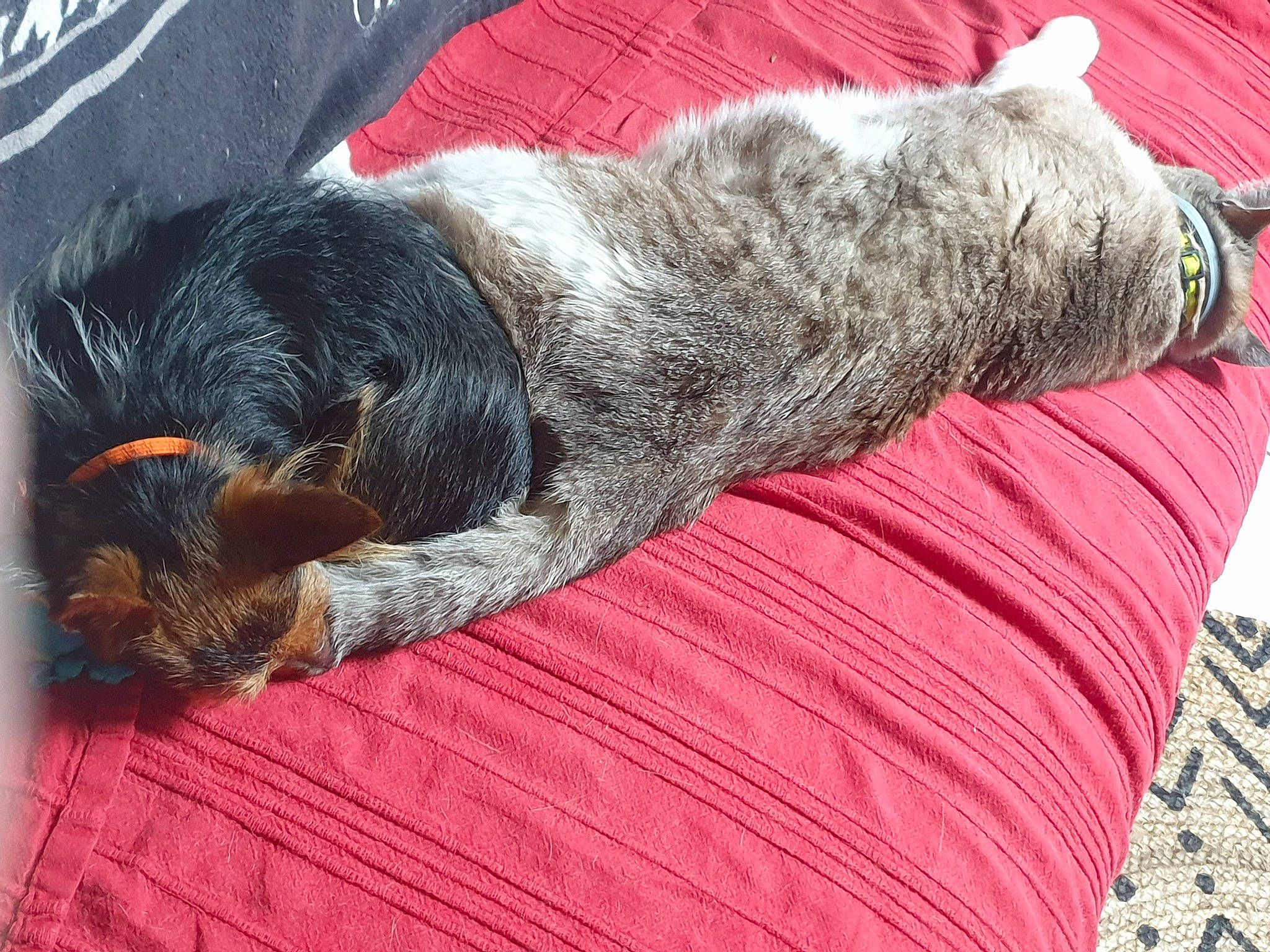 Betty a rejoint le concours — aidez-le/la à gagner de superbes lots ! canidae, carnivore, claw, comfort, companion_dog, dog, dog_breed, fur, grass, liver, nap, sleep, snout, sporting_group, tail, terrestrial_animal, water_dog, wool, working_animal