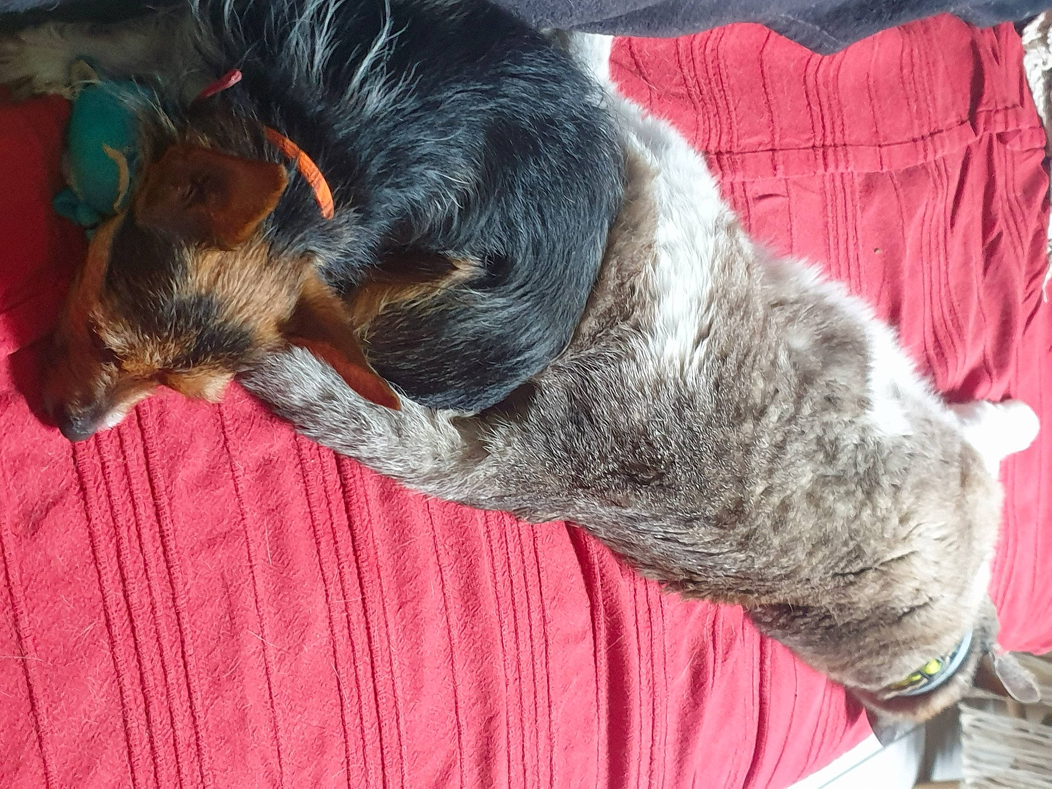 Betty participe au concours pour gagner de l'argent avec cette photo : canidae, carnivore, collar, companion_dog, dog, dog_breed, ear, fawn, fur, paw, snout, sporting_group, tail, texas_heeler, whiskers, wood, working_animal