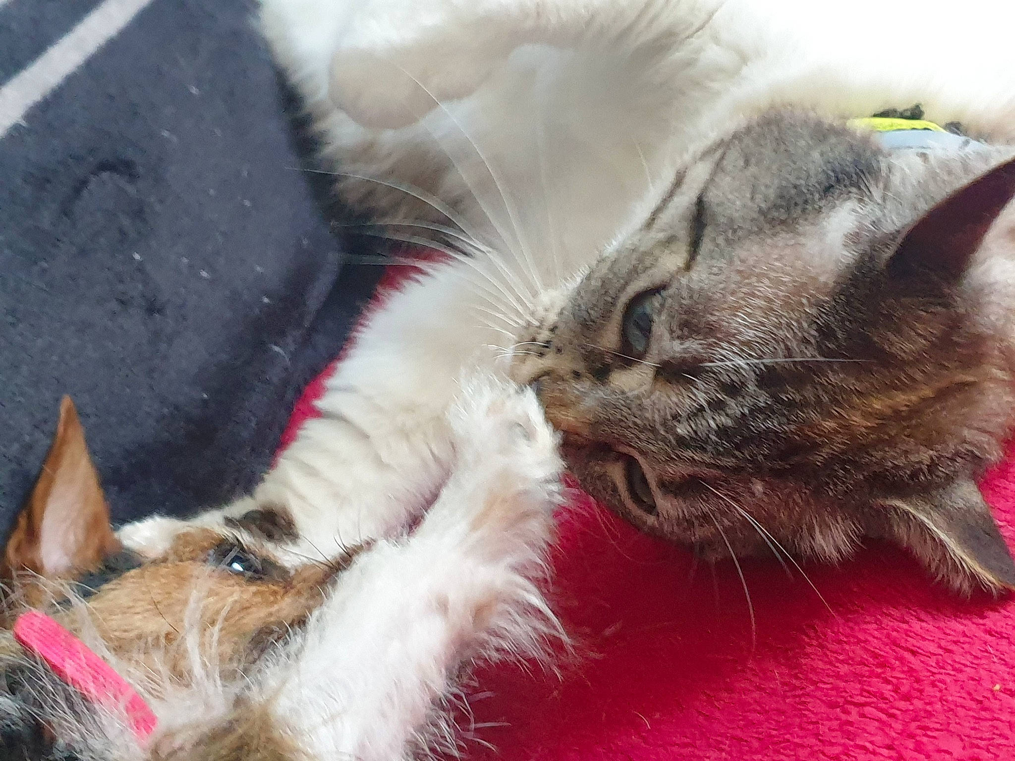 Betty participe au concours pour gagner de l'argent avec cette photo : carnivore, cat, claw, collar, comfort, companion_dog, dog, dog_breed, domestic_short_haired_cat, fawn, felidae, fur, mammal, paw, schnauzer, small_to_medium_sized_cats, snout, tail, whiskers, working_animal