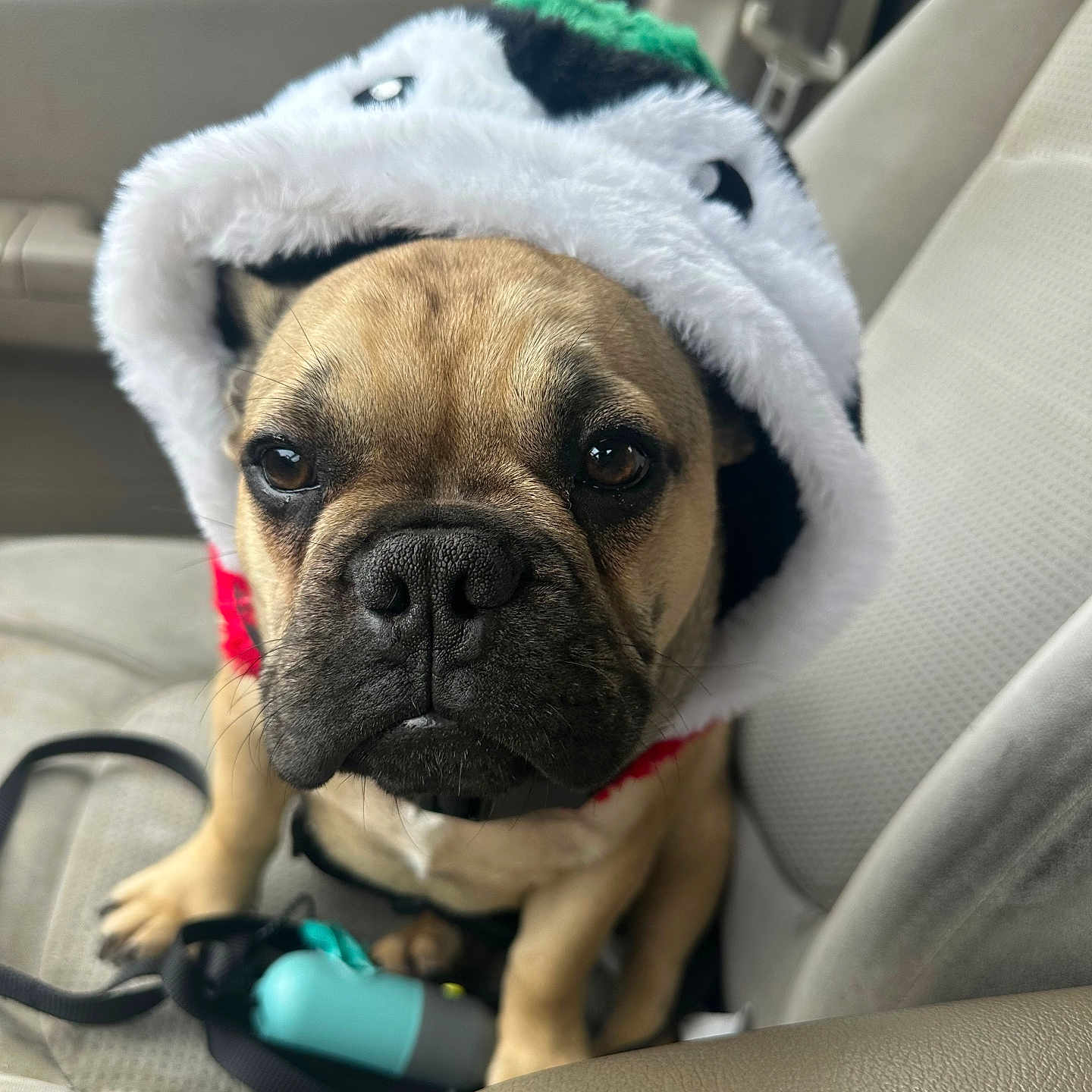 Sir Chunk Norris joined the competition — help win amazing prizes! animal, blanket, bostonbull, boxer, bulldog, canine, car, cushion, dog, frenchbulldog, homedecor, hound, person, pet, pitbull, pug, puppy, sleeping, transportation, vehicle