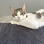 Milo is registered to the contest to win money with this photo: cat, tabby_cat, white_cat, pet, animal, feline, green_eyes, lying_down, relaxed, indoor, close_up, fur, whiskers, pink_nose, curious, texture, gray_towel, domestic_cat, portrait, cute