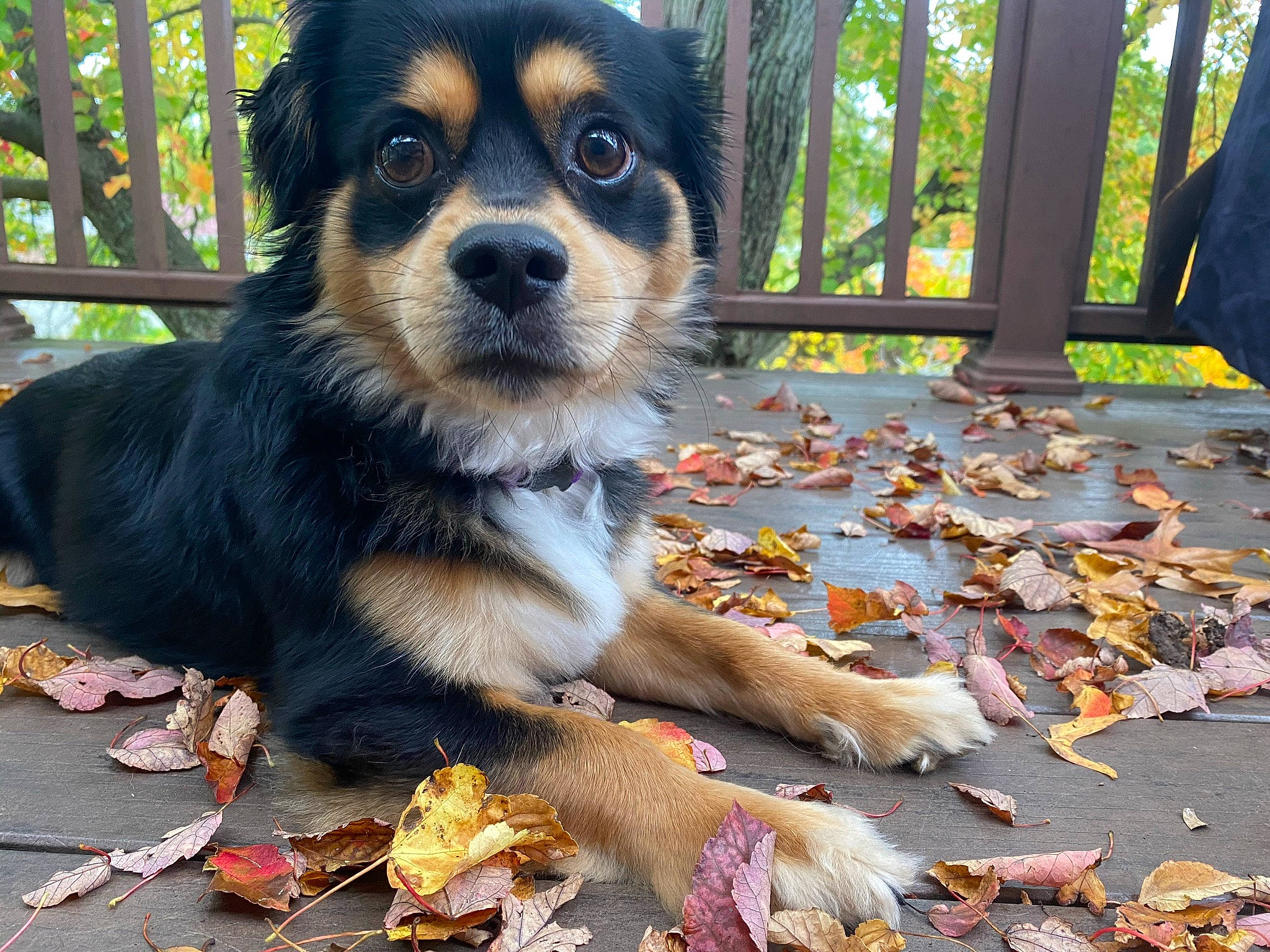 Bear joined the competition — help win amazing prizes! autumn, canidae, carnivore, companion_dog, dog, dog_breed, dog_supply, fence, fur, plant, puppy, russkiy_toy, sporting_group, sports_equipment, terrestrial_animal, toy_dog, tree, whiskers, working_animal, working_dog