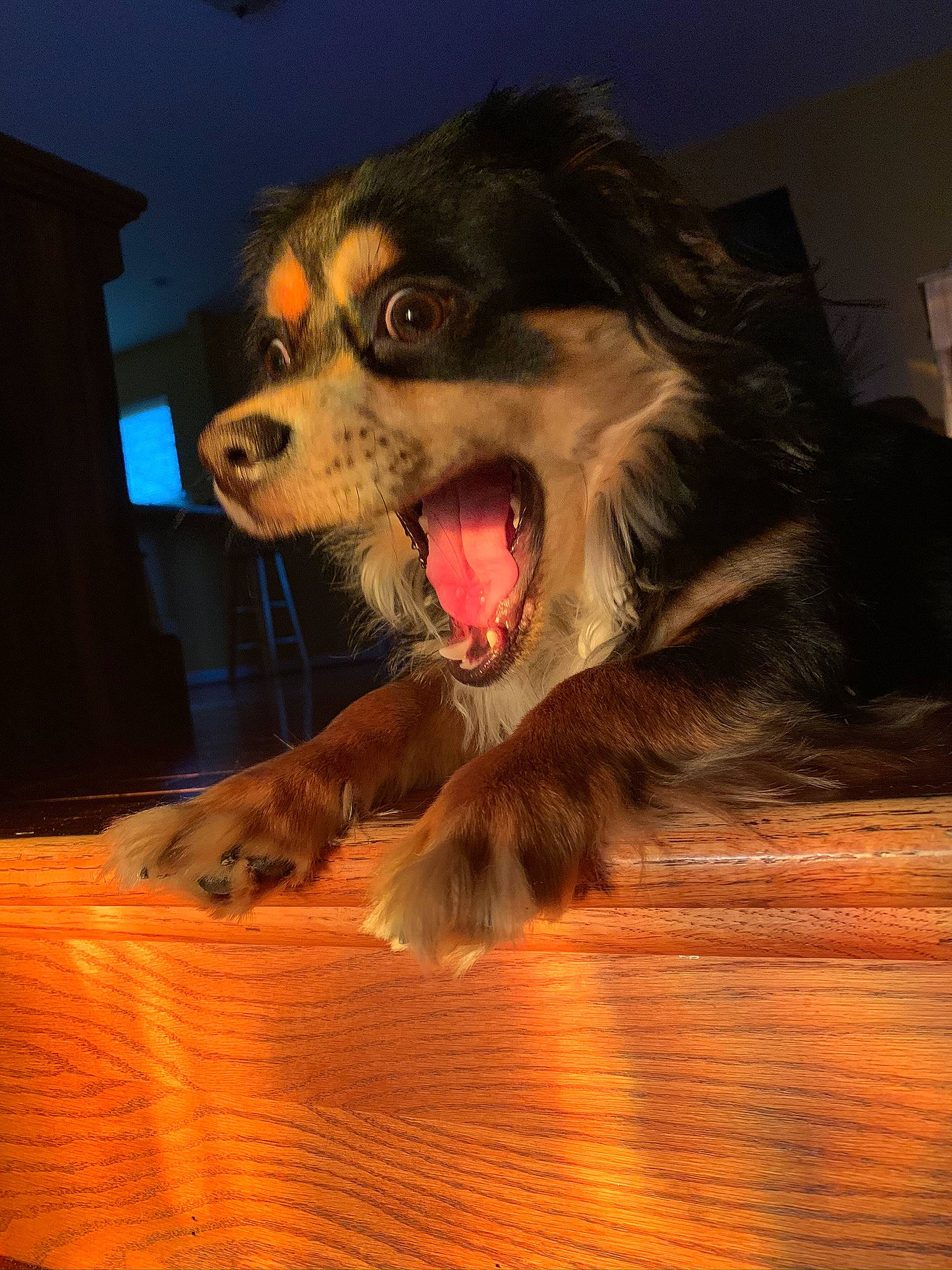 Bear is registered to the contest to win money with this photo: ball, canidae, carnivore, companion_dog, dog, dog_breed, dog_supply, fang, fawn, flooring, fur, hardwood, herding_dog, paw, shout, snout, sporting_group, whiskers, wood, yawn