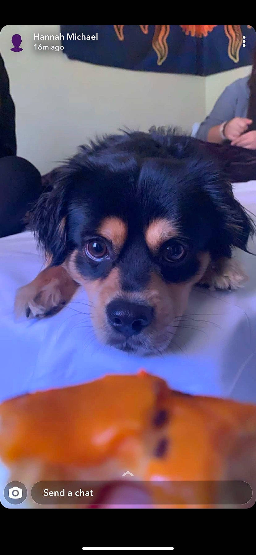 Bear joined the competition — help win amazing prizes! canidae, carnivore, companion_dog, dog, dog_breed, ear, electric_blue, fur, paw, puppy_love, snout, sporting_group, toy_dog, whiskers, working_animal, working_dog