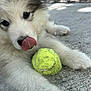 Jax joined the competition — help win amazing prizes! animal, closeup, concrete, cute, daylight, dog, fence, fluffy, fur, greenery, licking, outdoor, paw, pet, playful, puppy, resting, tennis_ball, tongue, young_dog