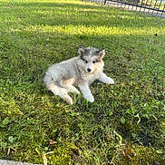 Jax is registered to the contest to win money with this photo: adorable, animal, canine, cute, dog, fence, fluffy, fur, grass, greenery, nature, outdoor, pet, playing, puppy, resting, small, summer, sunlight, young