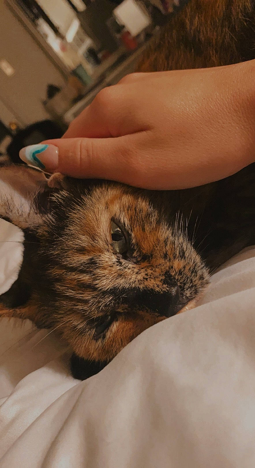 Lola is registered to the contest to win money with this photo: abdomen, bird, claw, comfort, fawn, felidae, finger, fur, gesture, hand, nail, paw, rodent, small_to_medium_sized_cats, snout, terrestrial_animal, thumb, whiskers, wildlife, wrist