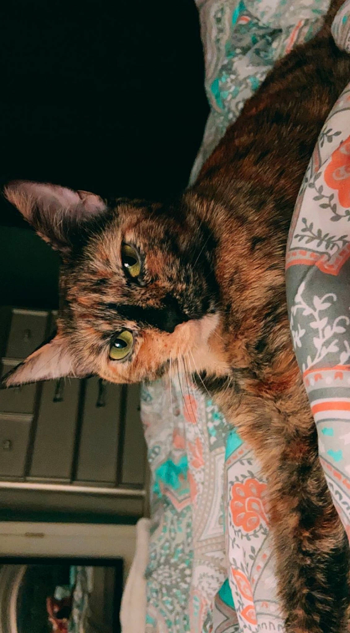 Lola is registered to the contest to win money with this photo: carnivore, cat, claw, domestic_short_haired_cat, ear, event, fawn, felidae, fur, gesture, holiday, human_leg, mammal, paw, small_to_medium_sized_cats, snout, tail, tree, vertebrate, whiskers