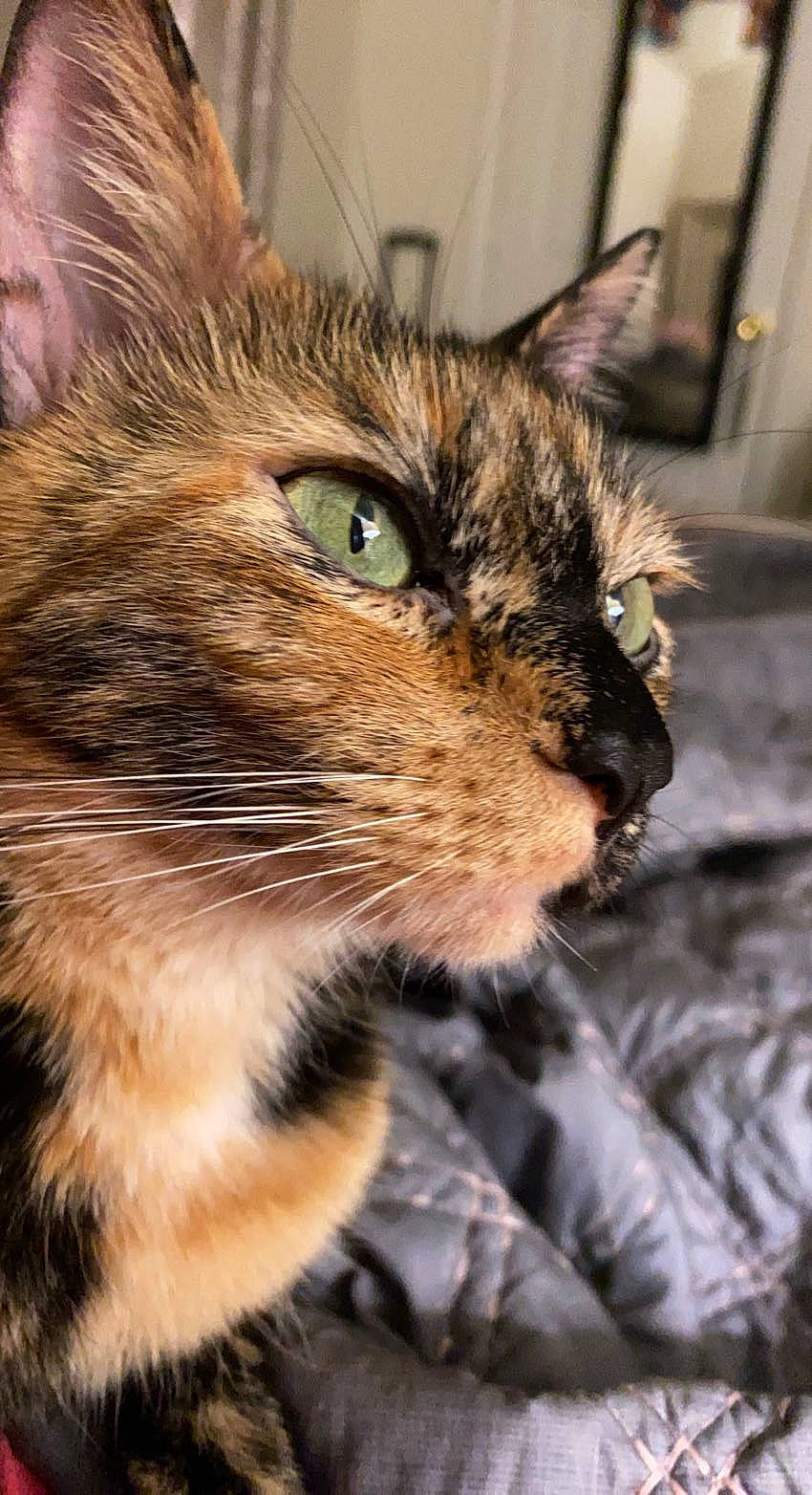 Lola is registered to the contest to win money with this photo: carnivore, cat, close_up, domestic_short_haired_cat, fawn, felidae, fur, iris, small_to_medium_sized_cats, snout, terrestrial_animal, tree, whiskers, wildlife