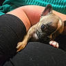 animal, black_clothing, close_up, companion, cozy, curious, cute, dog, fur, indoor, leg, paw, paw_claw, pet, puppy, resting, small_dog, teal_blanket, tiny, young_dog