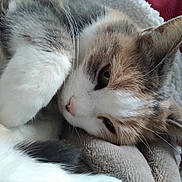 Sucrette participe au concours pour gagner de l'argent avec cette photo : animal, blanket, calico, cat, close_up, cozy, cute, domestic_animal, ears, face, feline, fur, indoor, nap, pet, relaxed, resting, sleepy, soft_texture, whiskers