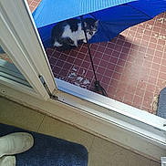 Gribouille participe au concours pour gagner de l'argent avec cette photo : cat, umbrella, blue, tiled_floor, doorframe, white_boots, blue_rug, pet, animal, curious, outdoor, indoor, floor, window, shelter, black_and_white, feline, home, peeking, patio