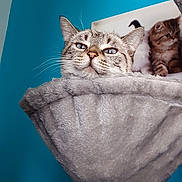 Princesse participe au concours pour gagner de l'argent avec cette photo : cat, kitten, pet, feline, whiskers, ears, blue_wall, cat_tree, hammock, plush, indoor, portrait, looking_up, sitting, fur, closeup, relaxed, wall_art, photography, home