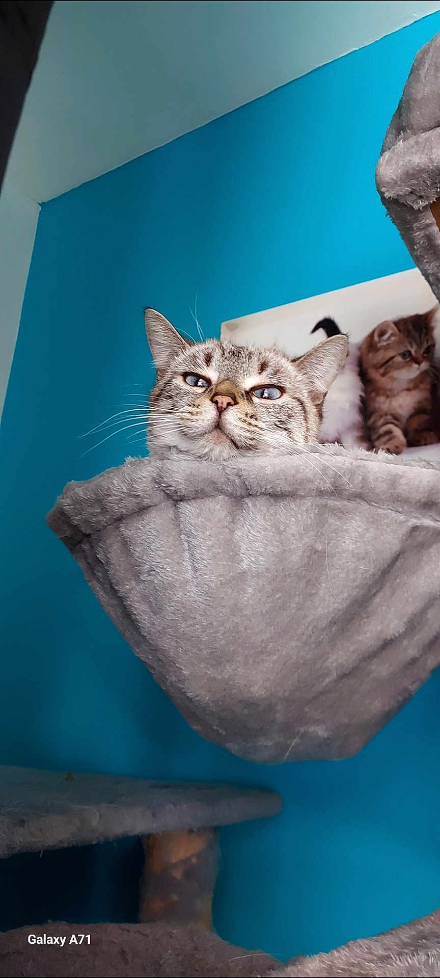 Princesse participe au concours pour gagner de l'argent avec cette photo : cat, kitten, pet, feline, whiskers, ears, blue_wall, cat_tree, hammock, plush, indoor, portrait, looking_up, sitting, fur, closeup, relaxed, wall_art, photography, home