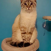 Princesse a rejoint le concours — aidez-le/la à gagner de superbes lots ! big_eyes, blue_wall, cat, cat_tree, cute, ears, feline, fur, household, indoor, looking_at_camera, paws, pet, portrait, relaxed, sitting, tabby, tail, vertical_photo, whiskers