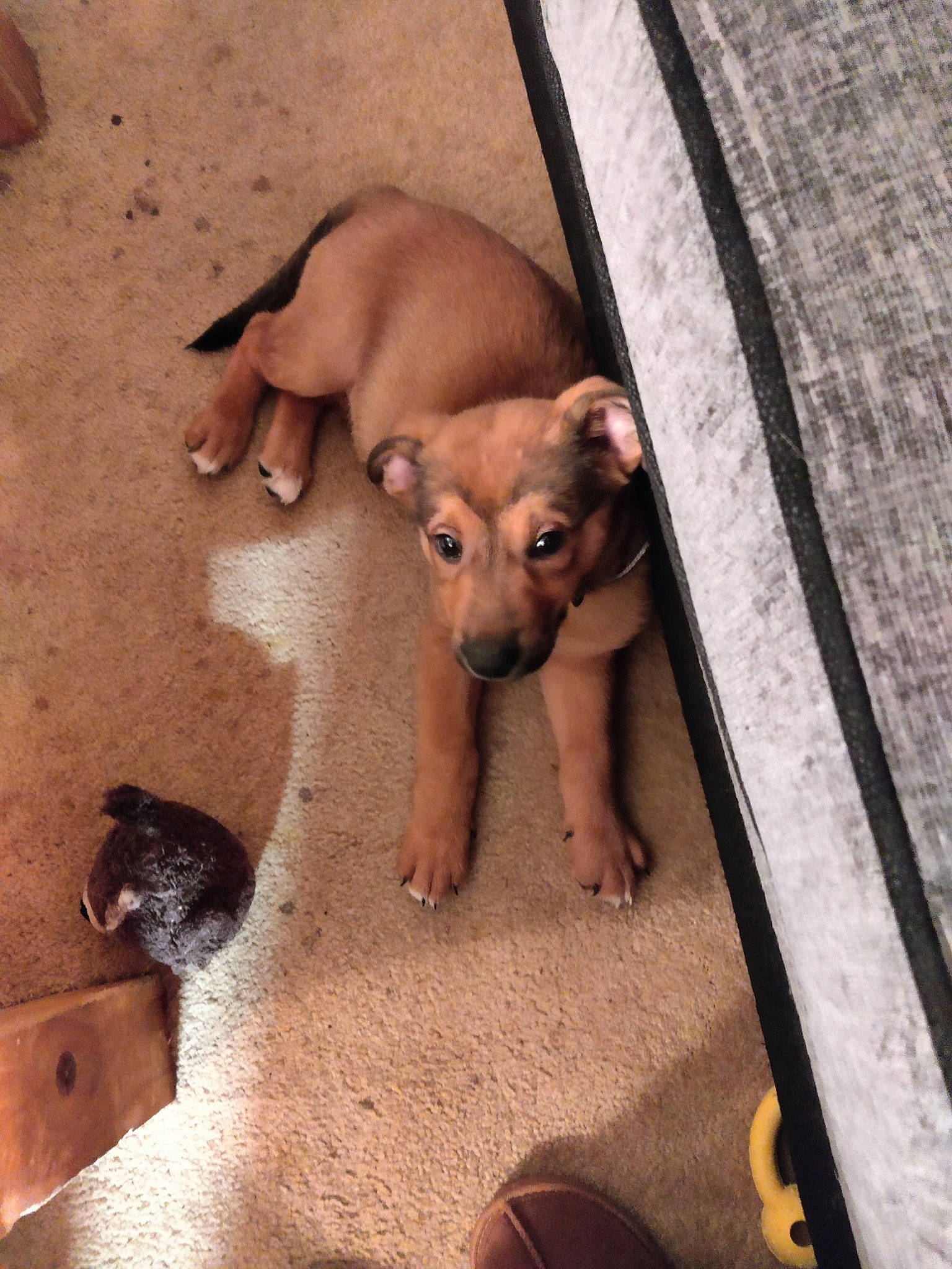 Hachi joined the competition — help win amazing prizes! canidae, carnivore, comfort, companion_dog, dog, dog_breed, fawn, flooring, foot, liver, paw, pet_supply, puppy, snout, sporting_group, tail, terrestrial_animal, toy_dog, wood, working_animal