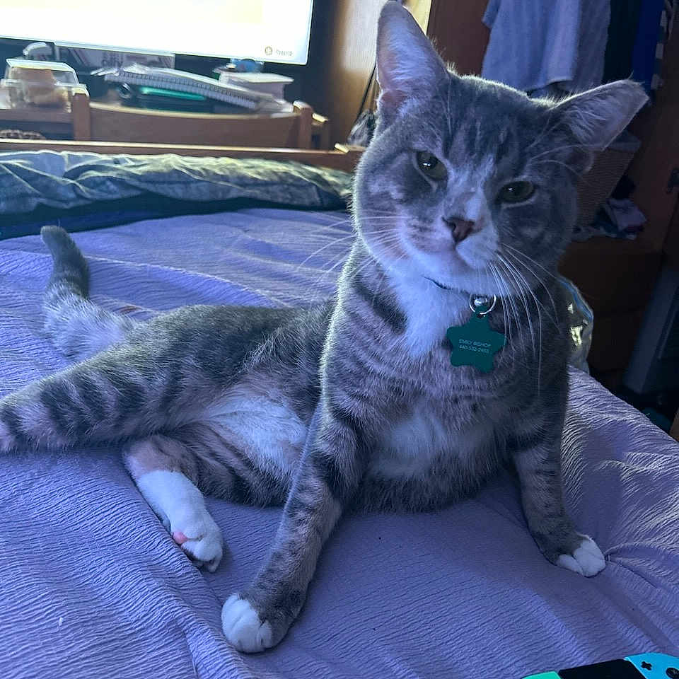 Finnick joined the competition — help win amazing prizes! bed, casual_pose, cat, collar, curious, domestic, furniture, gaming_controller, indoor, living_room, nintendo_switch, paw, pet, purple_bedspread, relaxed, soft_lighting, tabby, tag, television, whiskers