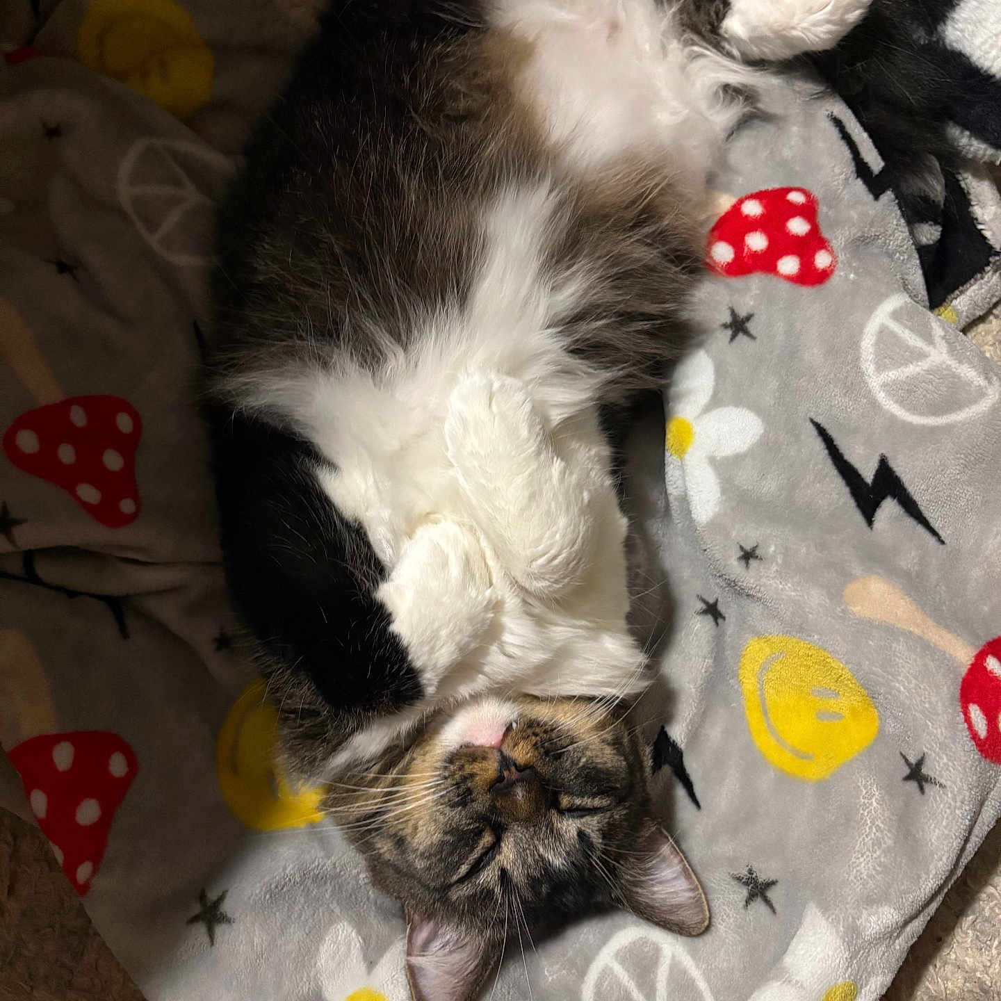 Motor is registered to the contest to win money with this photo: animal, blanket, cat, closeup, colorful, cozy, cute, ears, feline, fluffy, indoor, napping, pattern, paw, pet, relaxed, resting, sleeping, soft, whiskers