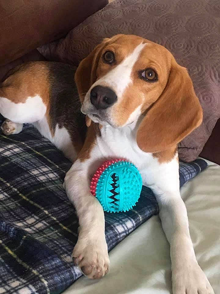 Siena joined the competition — help win amazing prizes! canidae, carnivore, comfort, companion_dog, dog, dog_bed, dog_breed, dog_supply, fawn, hound, liver, pattern, plaid, scent_hound, snout, sporting_group, tartan, tennis_ball, toy, working_animal
