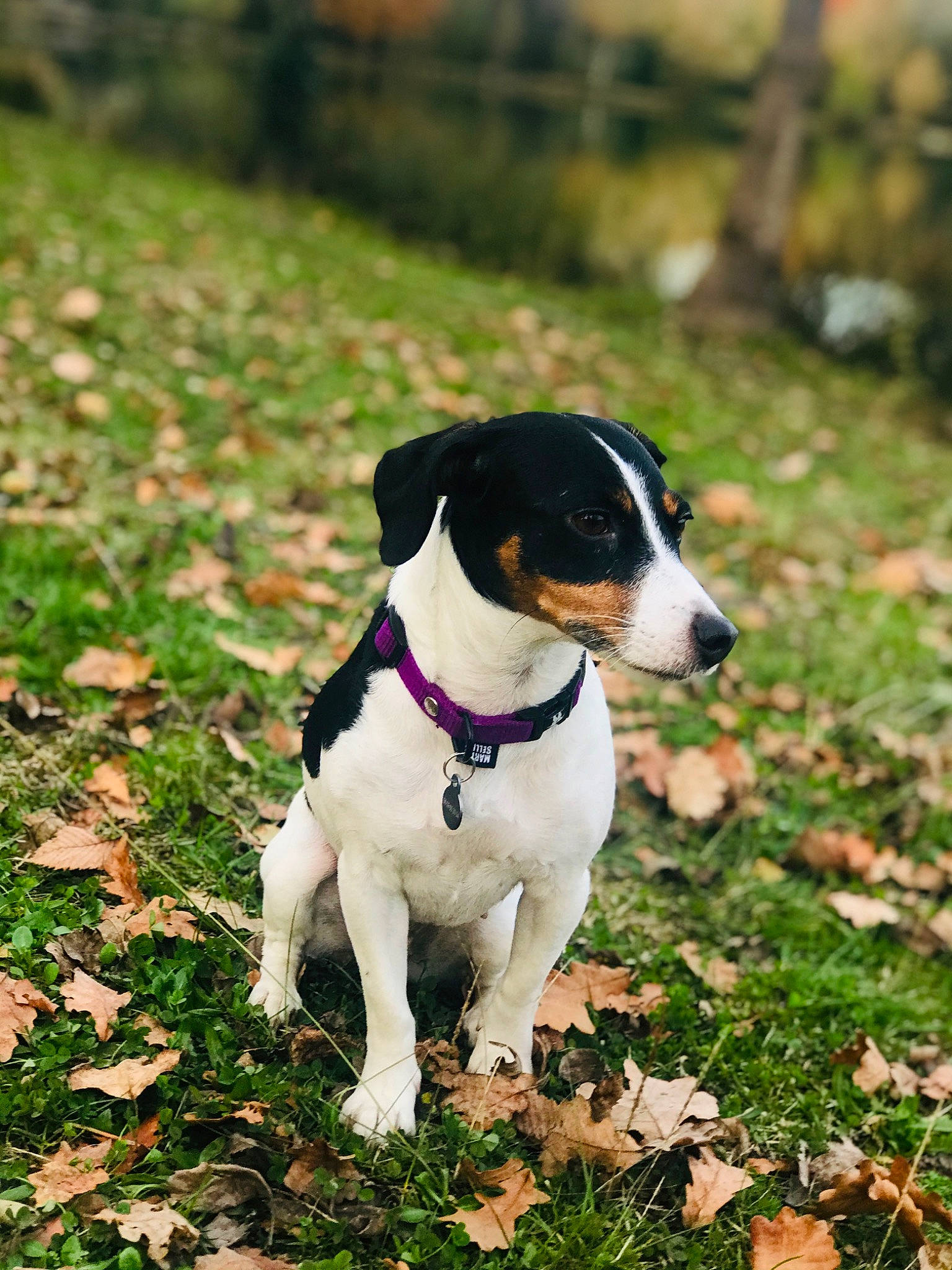 Neva participe au concours pour gagner de l'argent avec cette photo : brazilian_terrier, canidae, carnivore, chilean_fox_terrier, companion_dog, danish_swedish_farmdog, dog, dog_breed, feist, jack_russell_terrier, mammal, miniature_fox_terrier, rare_breed_dog, ratonero_bodeguero_andaluz, russell_terrier, smooth_fox_terrier, tenterfield_terrier, terrier, treeing_feist, vertebrate