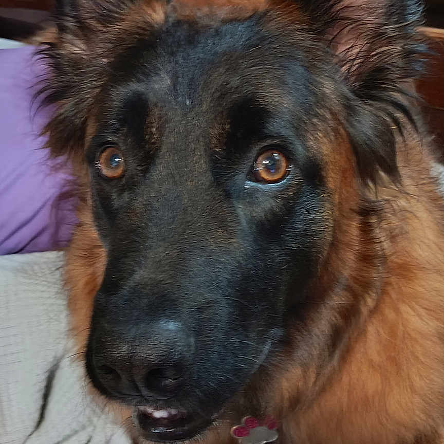 Stormy joined the competition — help win amazing prizes! animal, bed, blanket, close_up, collar, comfort, dog, ears, eyes, fabric, fur, furniture, german_shepherd, indoor, mirror, mouth, nose, pet, portrait, wood