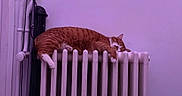 Helios a rejoint le concours — aidez-le/la à gagner de superbes lots ! cat, ginger_cat, sleeping, radiator, indoor, home, pet, furry, orange_fur, white_paws, relaxed, resting, portrait, purple_lighting, wall, heating, cozy, domestic, whiskers, animal