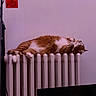 cat, orange_cat, white_cat, sleeping, relaxed, lying_down, sprawled, indoor, radiator, heater, warmth, home, room, wall, pink_lighting, purple_lighting, furry, paws, cozy, pet