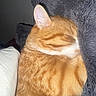 Helios participe au concours pour gagner de l'argent avec cette photo : cat, orange_cat, sleeping, sleepy, curled_up, furry, fur, whiskers, ears, closed_eyes, pet, animal, cozy, blanket, gray_blanket, indoors, bed, relaxed, cuddly, portrait