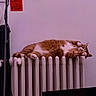 Helios a rejoint le concours — aidez-le/la à gagner de superbes lots ! cat, orange_cat, white_cat, sleeping, lying_down, relaxed, fluffy, fur, paws, whiskers, ears, indoor, radiator, heating, bedroom, wall, poster, cables, cozy, pet