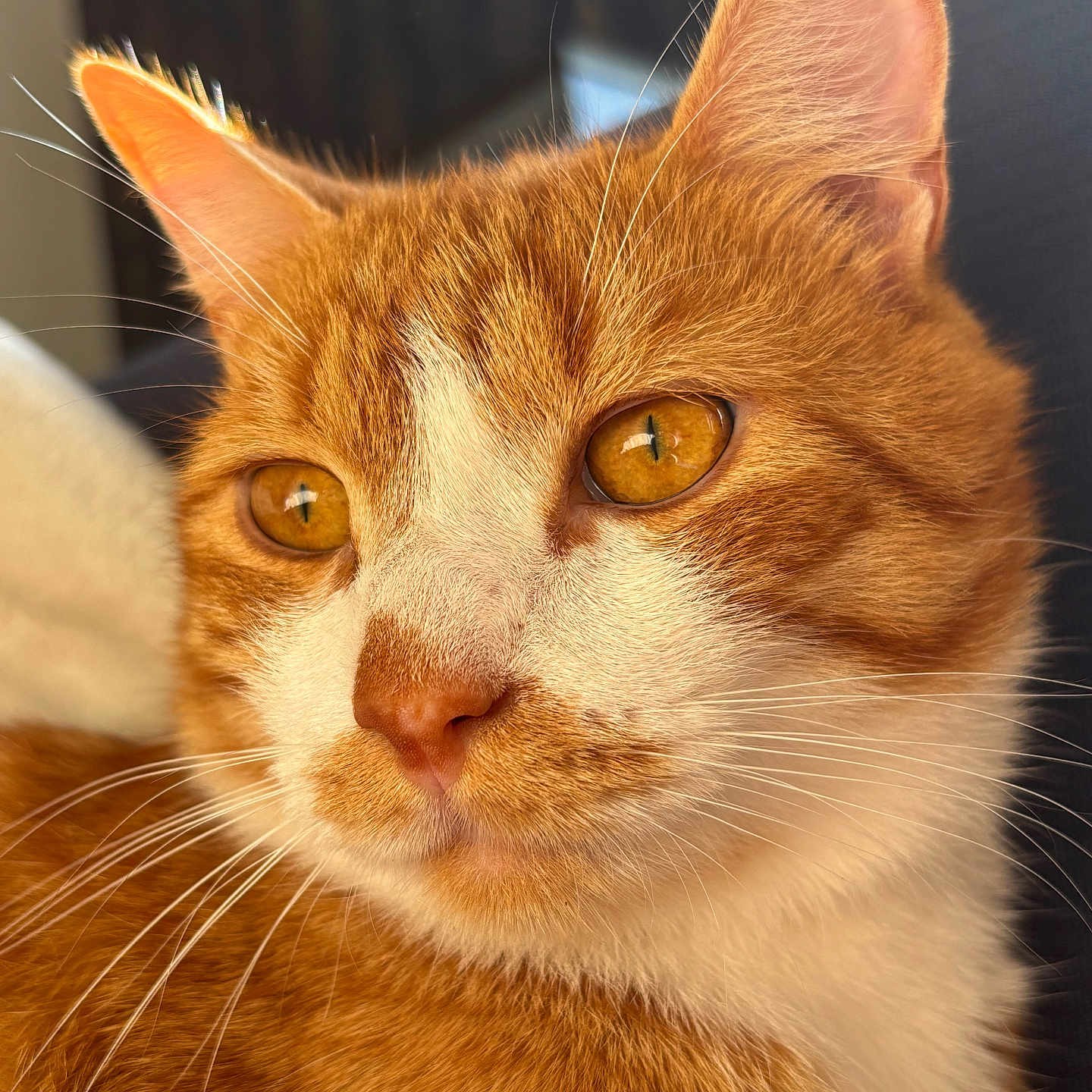 Helios participe au concours pour gagner de l'argent avec cette photo : cat, ginger_cat, orange_cat, white_chest, feline, pet, animal, close_up, portrait, golden_eyes, whiskers, ears, fur, short_hair, face, indoors, sunlight, warm_lighting, alert, photography