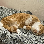 Helios a rejoint le concours — aidez-le/la à gagner de superbes lots ! cat, orange_cat, white_cat, sleeping, relaxed,  curled_up, paws, fur, pet, animal, blanket, shaggy_blanket, cozy, indoors, home, couch, resting, cute, nap, portrait