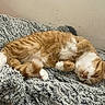 cat, orange_cat, white_cat, sleeping, relaxed,  curled_up, paws, fur, pet, animal, blanket, shaggy_blanket, cozy, indoors, home, couch, resting, cute, nap, portrait