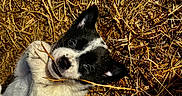Gizmo a rejoint le concours — aidez-le/la à gagner de superbes lots ! puppy, dog, black_and_white, straw, hay, lying_down, portrait, close_up, outdoors, farm, animal, pet, floppy_ears, nose, eyes, fur, grass, rustic, playful, relaxed