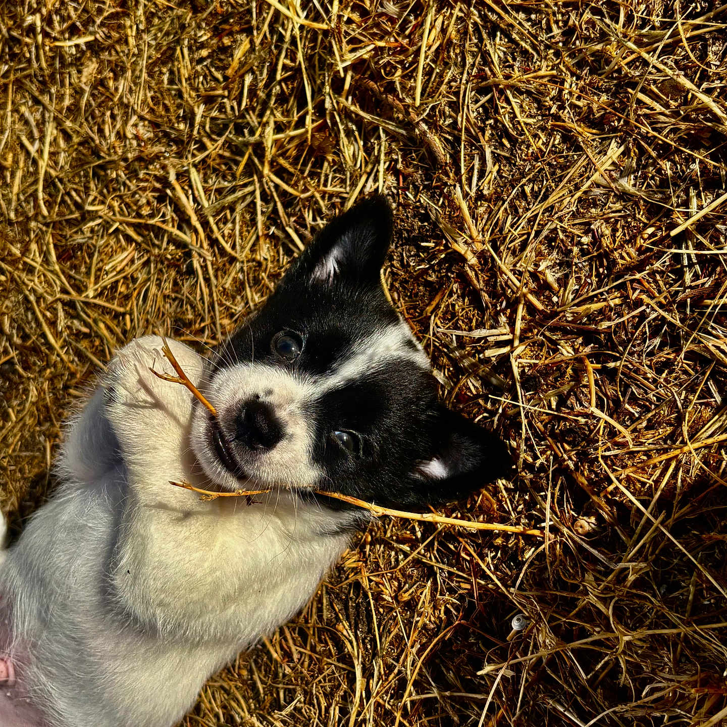 Gizmo a rejoint le concours — aidez-le/la à gagner de superbes lots ! puppy, dog, black_and_white, straw, hay, lying_down, portrait, close_up, outdoors, farm, animal, pet, floppy_ears, nose, eyes, fur, grass, rustic, playful, relaxed