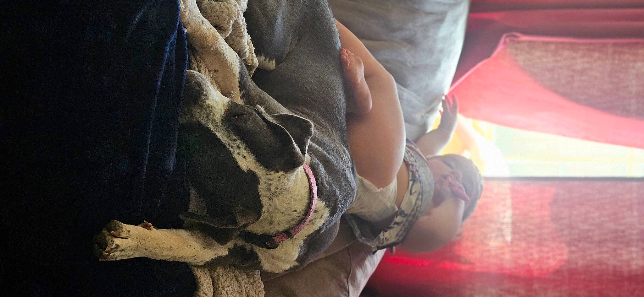 Harlow joined the competition — help win amazing prizes! ankle, bag, carmine, comfort, denim, dog, elbow, finger, flesh, foot, fur, human_leg, knee, leg, linens, nail, outdoor_shoe, thigh, toe, wood