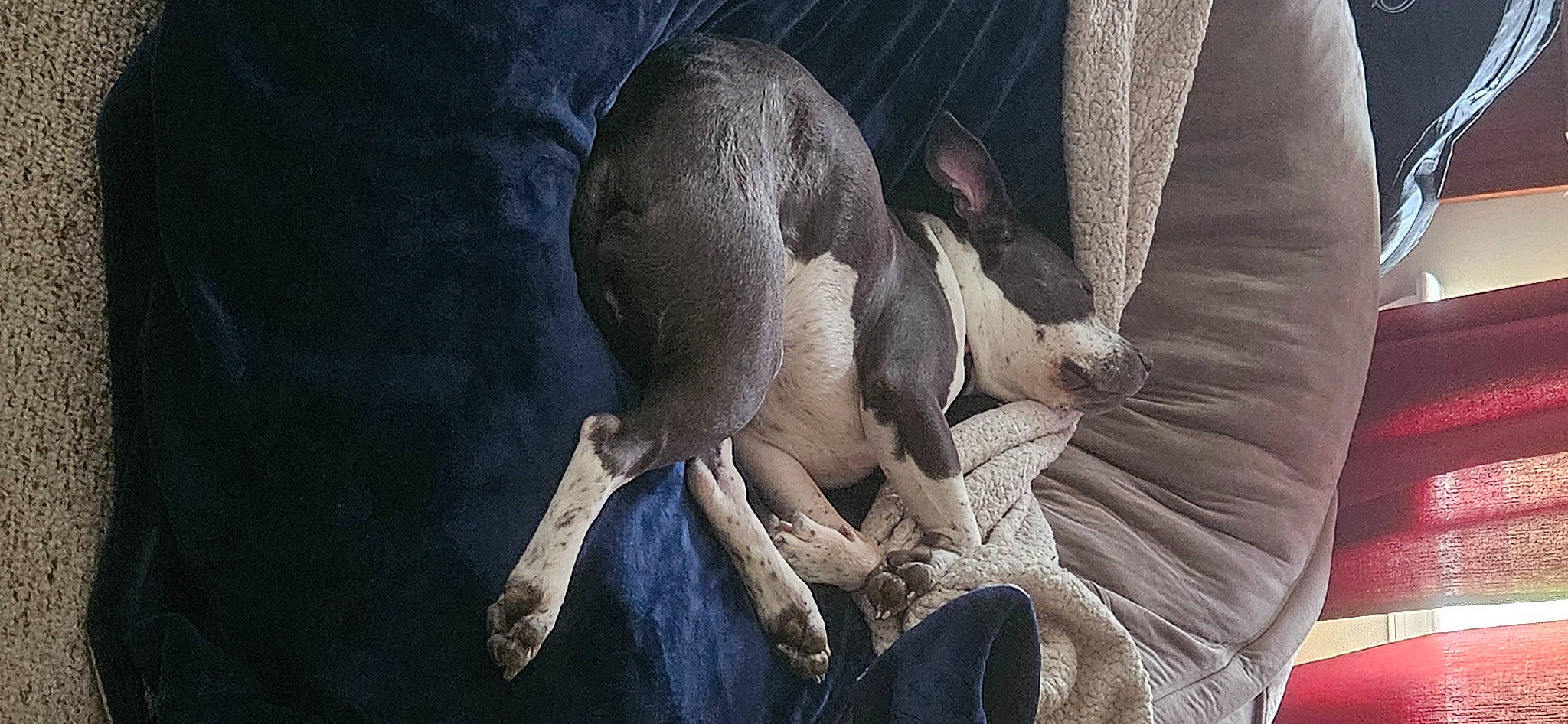 Harlow joined the competition — help win amazing prizes! carnivore, comfort, companion_dog, dog, dog_breed, fawn, felidae, fur, grey, mammal, nap, non_sporting_group, paw, terrestrial_animal, toy_dog, vertebrate, whiskers, wildlife, working_animal