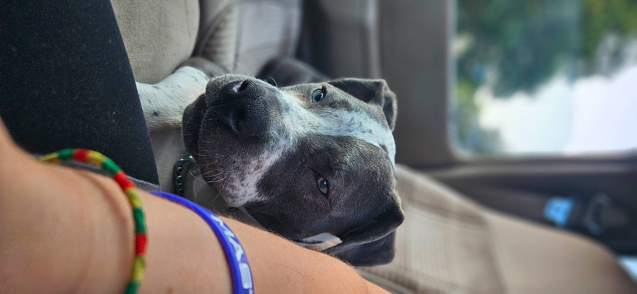 Harlow is registered to the contest to win money with this photo: canidae, carnivore, collar, comfort, companion_dog, dog, dog_breed, dog_collar, dog_supply, fawn, fur, great_dane, guard_dog, puppy, sitting, sporting_group, terrestrial_animal, whiskers, working_animal, working_dog