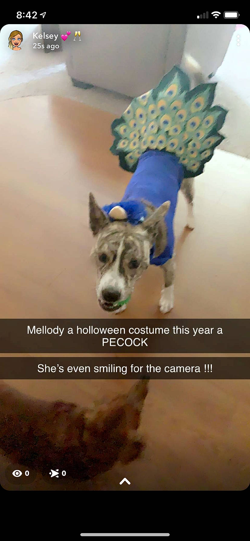 Mellody is registered to the contest to win money with this photo: ancient_dog_breeds, art, canidae, carnivore, companion_dog, dog, dog_breed, dog_supply, electric_blue, fawn, font, guard_dog, photo_caption, screenshot, sculpture, snout, sporting_group, stock_photography, stuffed_toy, working_animal