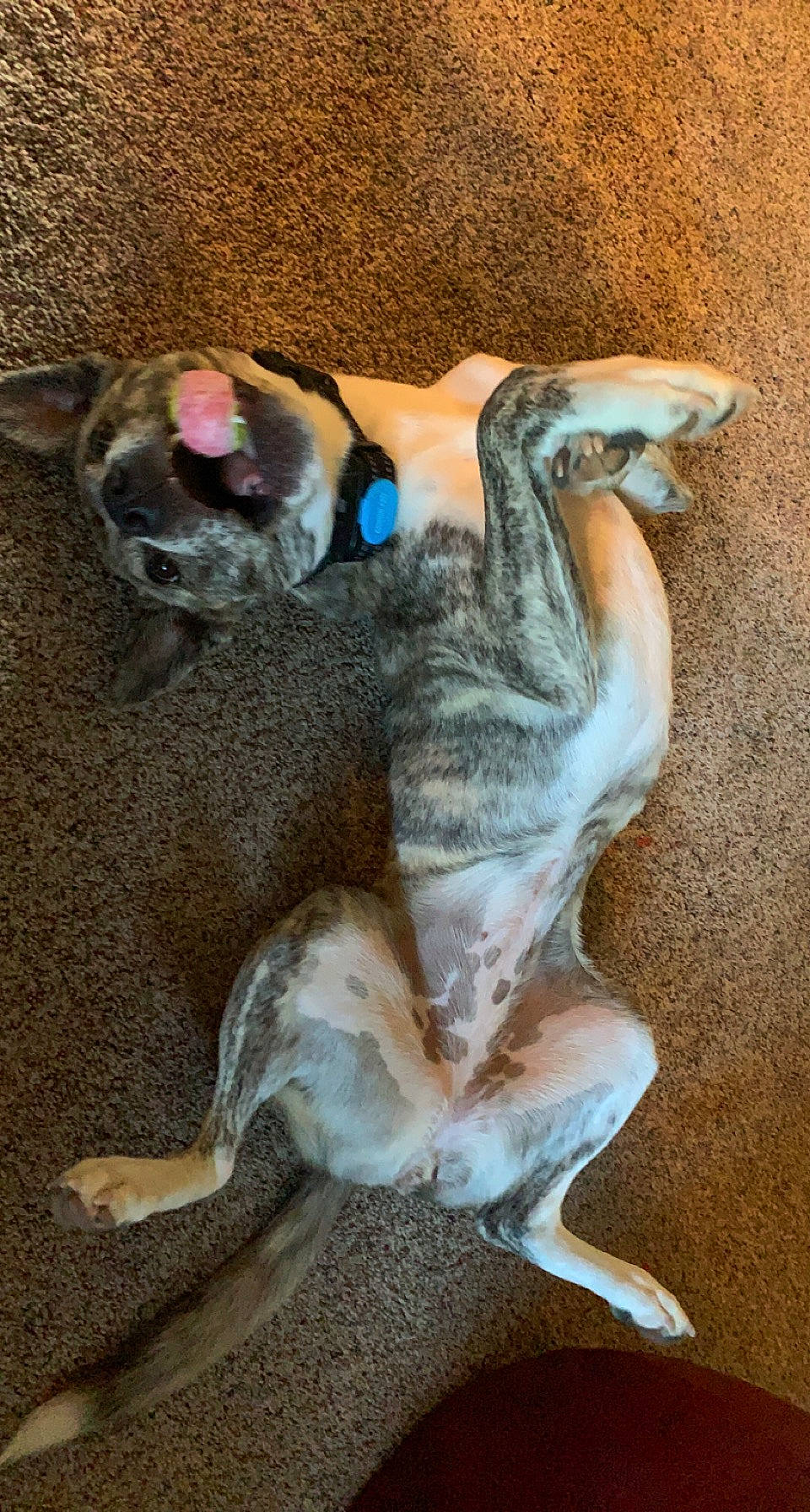 Mellody joined the competition — help win amazing prizes! canidae, carnivore, claw, companion_dog, dog, dog_breed, fawn, fur, painting, paw, plant, rampur_greyhound, tail, terrestrial_animal