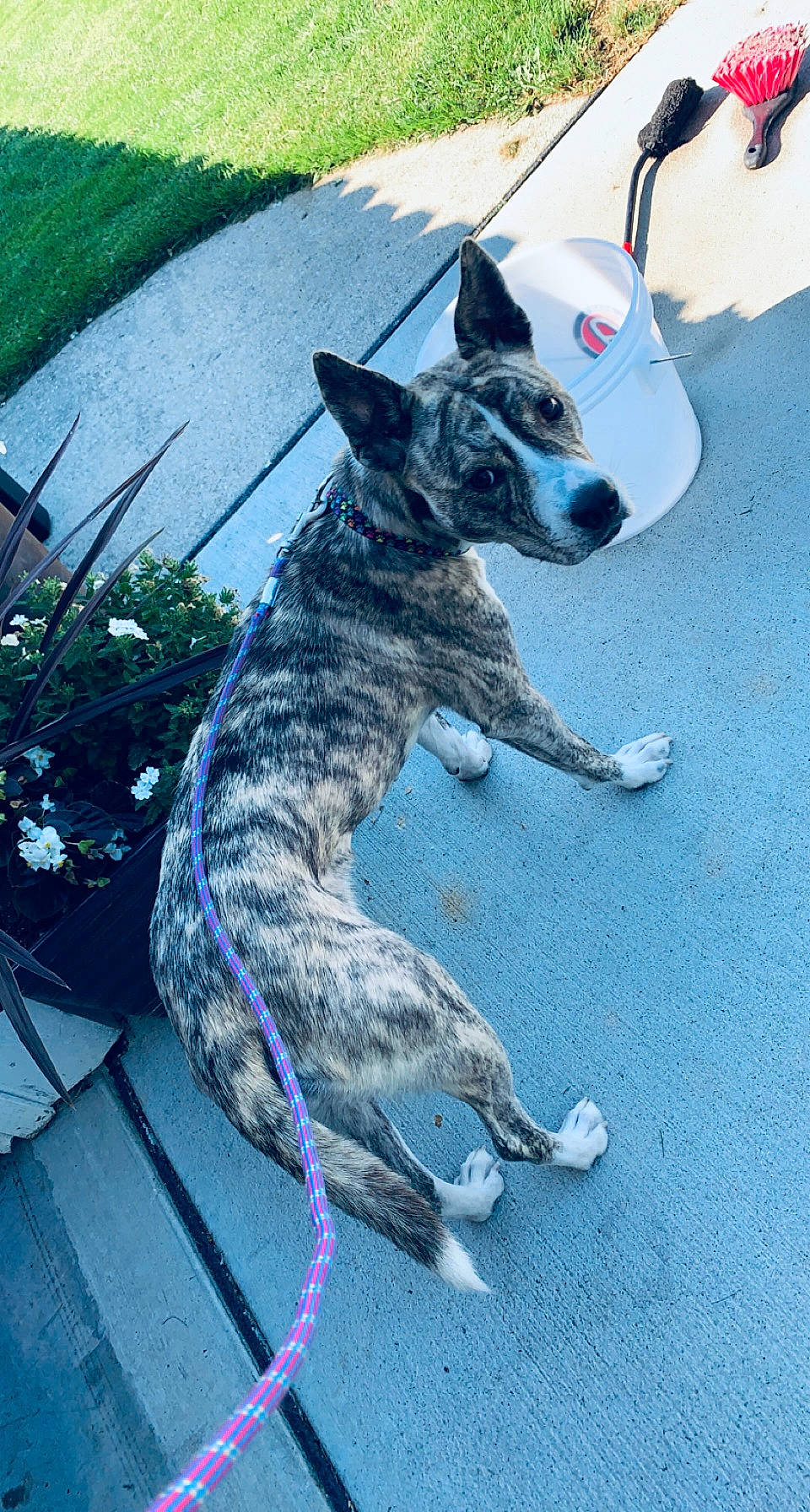 Mellody joined the competition — help win amazing prizes! australian_stumpy_tail_cattle_dog, canidae, carnivore, collar, companion_dog, dog, dog_breed, dog_collar, dog_supply, electric_blue, flowerpot, grass, plant, recreation, snout, sporting_group, tail, vertebrate, working_animal, working_dog